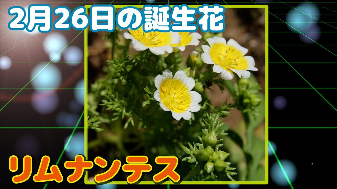 2月26日の誕生花 リムナンテス どんな花 あなたに送る花言葉は Youtube