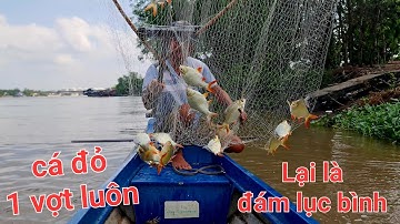 Nguyên bầy cá he đỏ vợt luôn. Có Cameramen mới hên quá | Săn bắt SÓC TRĂNG |