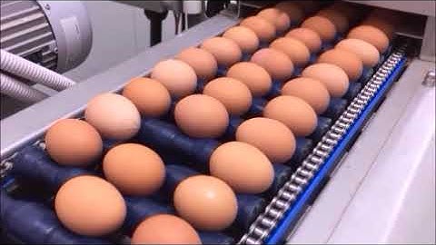 Egg Washer by Triplelima bv