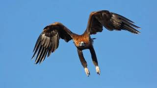 Wedge-tailed eagle captured swooping on drone