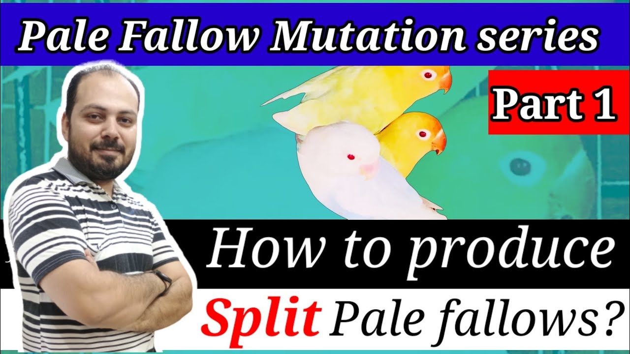 How to produce Split Pale Fallows? l Lovebirds Pale Fallow Mutations series Part 1 l Welcome Aviary