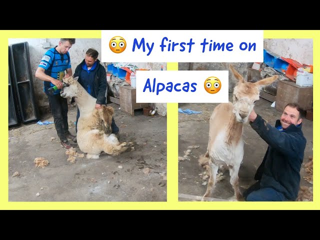 SURPRISED Alpaca Shearing Technique 🦙 - Alpaca Wool Processing in