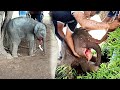 Treatment to tender Baby elephant suffered with injured tongue after being a victim to a mouth bomb