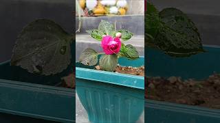 Grow Impatiens Balsamina plants form Cutting