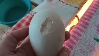 Процесс пошёл👍 Инкубация гусей полным ходом🐣 Неоплодные яйца с пользой для цыплят