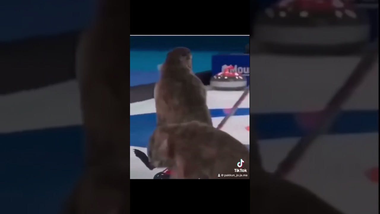 怪物が来た… #animal #amazing #shorts