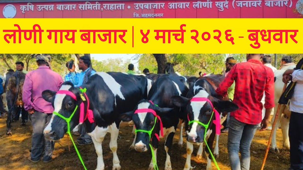 🔴 LIVE लोणी गाय बाजार - बघा २५+, ३०+ टॉपच्या गाई आज बाजारात  | ४ मार्च २०२६ - बुधवार | #cow #sskm