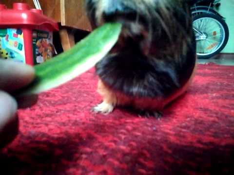 Video: Vai jūrascūciņas ēd čīkstēšanu?