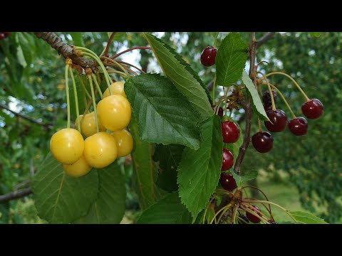 Video: Mga Maliliit Na Cherry Variety Na Bryansk Pink: Paglalarawan At Mga Katangian, Pakinabang At Kawalan, Mga Tampok Sa Pagtatanim At Pangangalaga Na May Mga Larawan At Pagsusuri