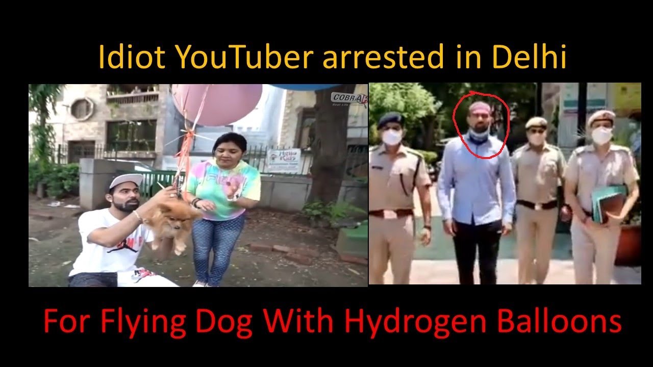 Delhi YouTuber Arrested For Flying Dog With Hydrogen Balloons In Video