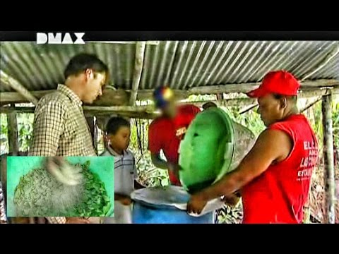 Video: Bunga Liar Poppy Celandine - Menanam Tanaman Celandine Di Taman