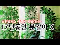 스킨답서스 분갈이 없이 오래오래 잘 키우는 비결 | 17년동안 분갈이 X ☘The secret to growing the Skin-Axus for a long time