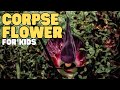 Corpse Flower Characteristics and Blooming