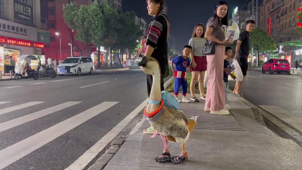 Гусь: Моя семья, я преуспел в сельской местности, теперь я хочу развиваться в городе.