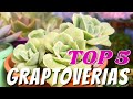 Graptoverias  #TOP5GENERO