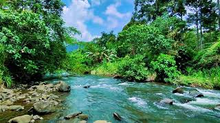 Relax Instantly with Tranquil Stream Sounds in a Hidden Forest River Setting