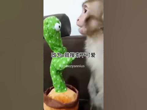 Эчпочмак с горячим чаем #обезьяна #бибизяна #эчпочмак #чай #приколы ...