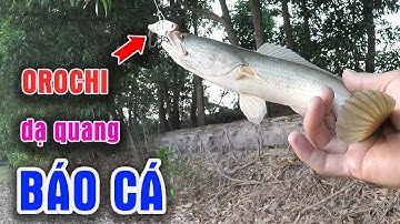 Câu Lure Cá Lóc ● Thử Câu Cá Lóc Bằng Cá Sắt Orochi Dạ Quang 10 Gram Và Cái Kết | Tâm Râu Vlog #117