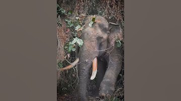 අග්බෝට දැන් සුවයි | AGBO ELEPHANT