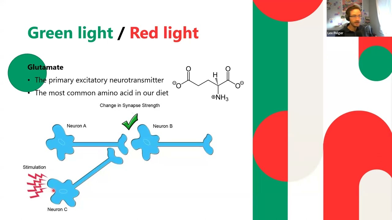 Glutamate, GABA & the Ouroboros of the Cannabinoids