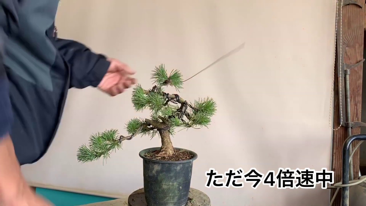 盆栽 針金掛け 五葉松 間延びした枝を思い切って使ってみました Youtube