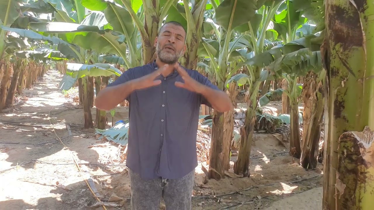برنامج التسميد وأهم الاعمال الفنيه فى مزارع الموز فى شهر يوليو(شهر٧)