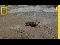 Water-Holding Frog Adaptations