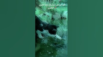 #الرحمن# القرآن الكريم #اللهم صل على محمد وآل محمد الطيبين الطاهرين