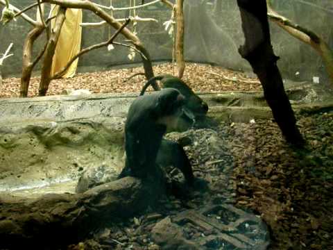 Allen's Swamp Monkeys Eating & Scratching Their Bu...