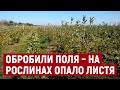 У селі Костирка на Херсонщині селяни втратили врожай городини через обробку полів з літака