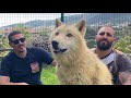 TÜRKİYEDEKİ EN İRİ KANADA KURTLARI ( TIMBER WOLF DOGS )