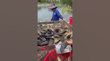 Thu hoạch cá rô khủng #shorts