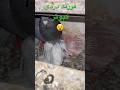 جوجه دزدی کبوتر در حضور پدر مادرش کبوتر بلندپرواز  کبوتربازی  شورت