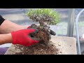 bonsai mini pine 盆栽 黒松 小品 植え替え
