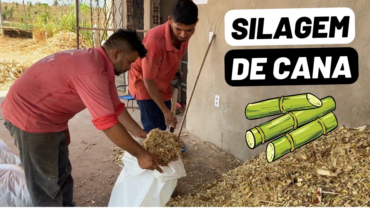 Silagem de Cana - Vídeo produzido pelos funcionários da Mearim Agrícola