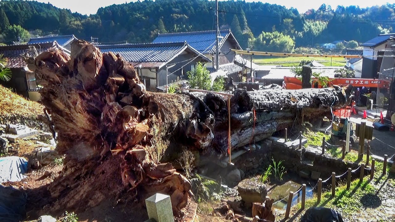 樹齢約670年の大杉、保存活用に向けて、伐採作業スタート - YouTube