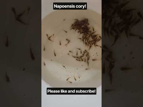Napoensis cory juveniles! #aquarium #fishfry