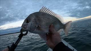 My hunt for my 50cm + snapper (part 2)