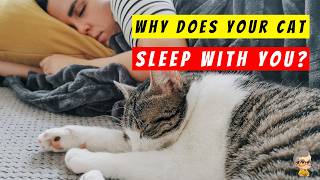 15 Reasons Why Your Cat Sleeps With You screenshot 5