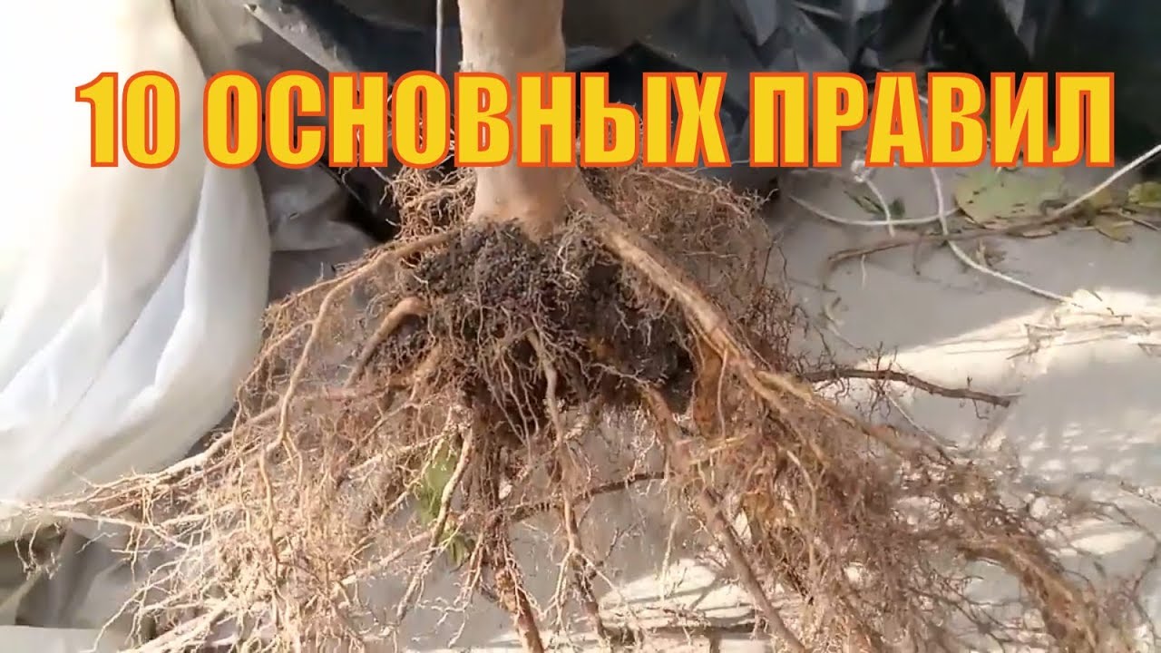 ВЫБИРАЕМ 100 % УРОЖАЙНЫЕ САЖЕНЦЫ. - YouTube