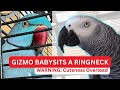 Cuteness overload african grey gizmo takes care of new indian ringneck bloob for the first time