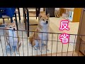 甘えてばかりでわがまま過ぎてママに叱られ反省する柴犬が可愛い