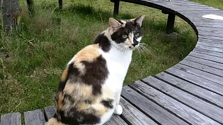 公園のベンチで寝ていた三毛猫をモフモフしてみる。
