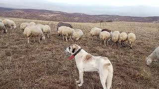 Çobanmı Koyunu Yayar Koyunmu Çobanı Yayar