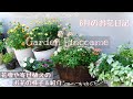 【ガーデニング】夏のお花がいっぱい🌼６月の花壇や寄せ植えの様子【花パトロール】