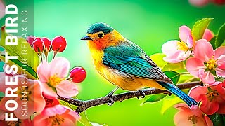 Music relieves stress, Bird Songs, Soft Piano, Forest Sounds • Beautiful birds sing in the forest