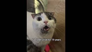 No word starts with I and ends with I #catfunny #catmemes #georgieebom #fyp