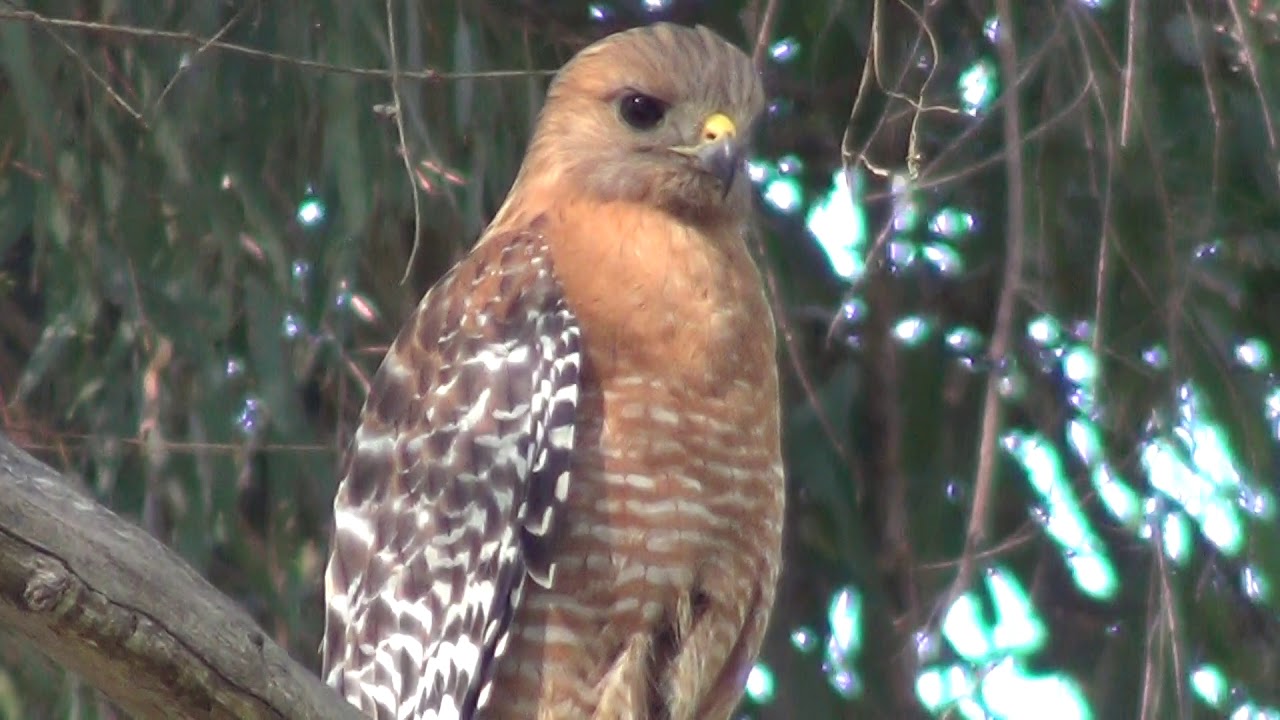 states in india North American Wildlife --- Red-Shouldered Hawk roosting, vocalizing, flying off