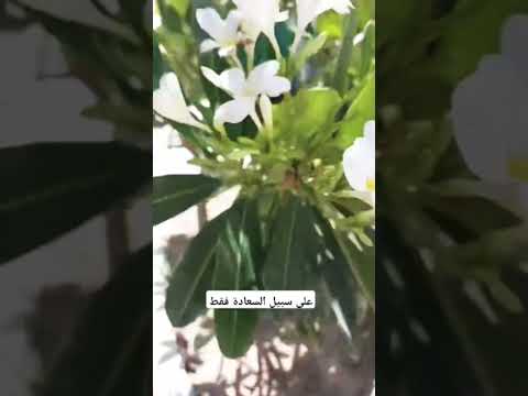على سبيل السعادة فقط ⚘️ #اكسبلور #اجواء #flowers #تصويري