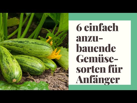 Video: Senfblatt. Pflege, Kultivierung, Fortpflanzung. Grün. Pflanzen Im Garten. Gemüse. Sorten. Ein Foto